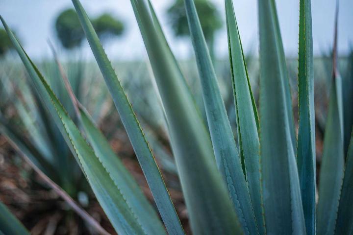 Maguey agave