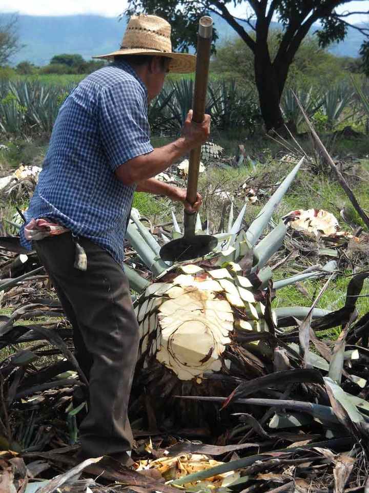 Destilados mexicanos